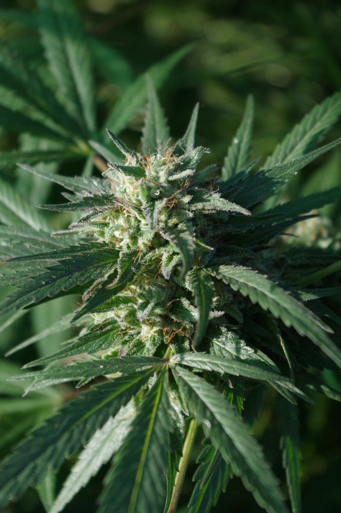 Grow Log 3308 10 04 2017