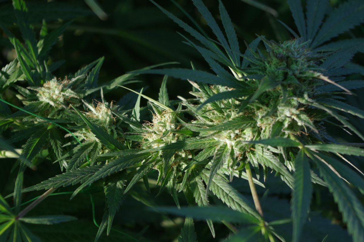 Grow Log 3309 10 04 2017