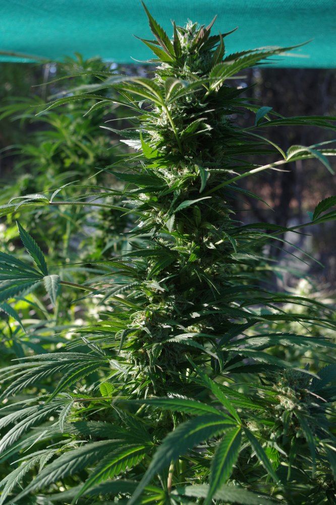 Grow Log 3312 10 04 2017