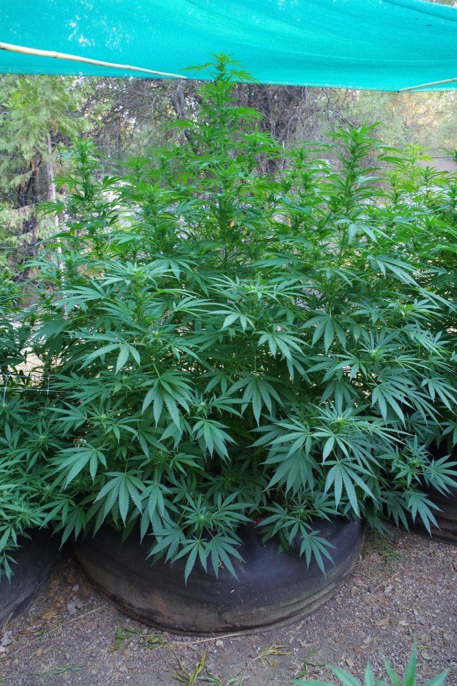 Grow Log 3313 08 29 2017
