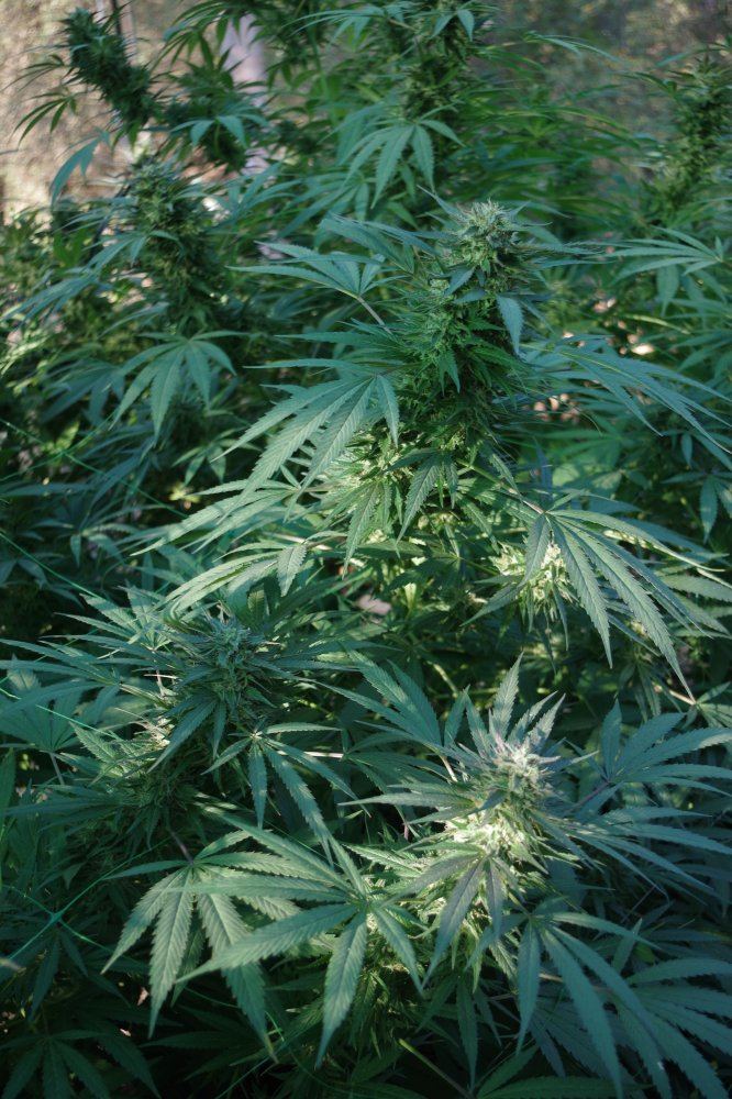 Grow Log 3315 10 04 2017