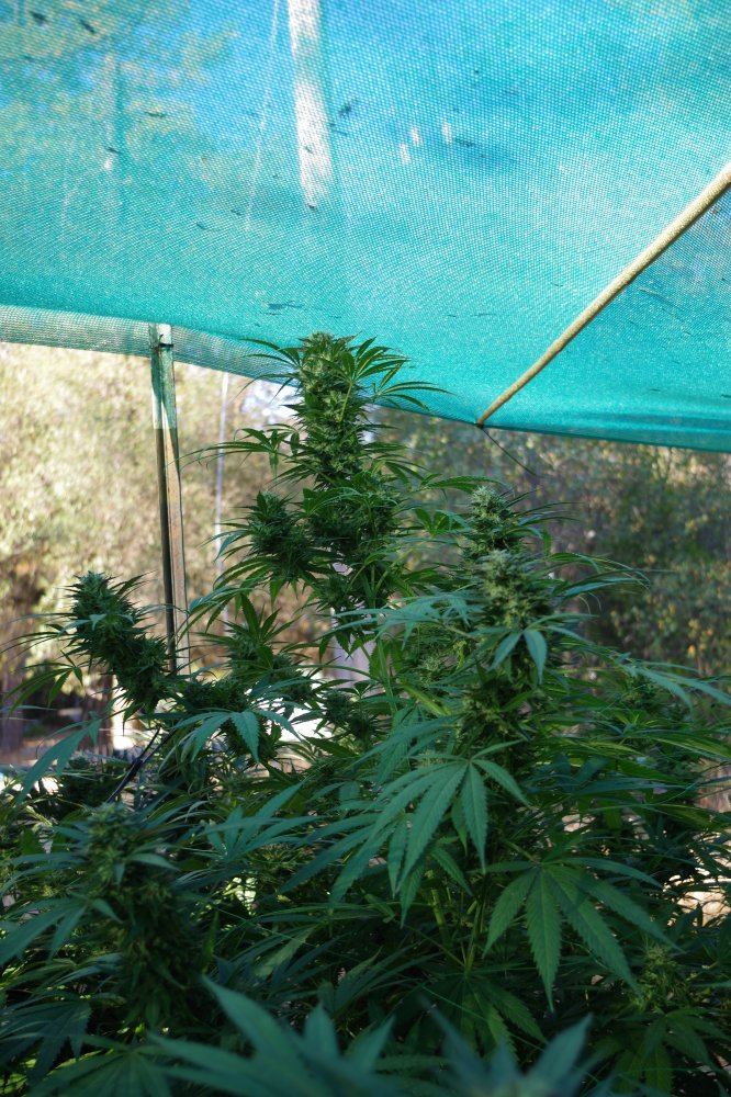 Grow Log 3319 10 04 2017
