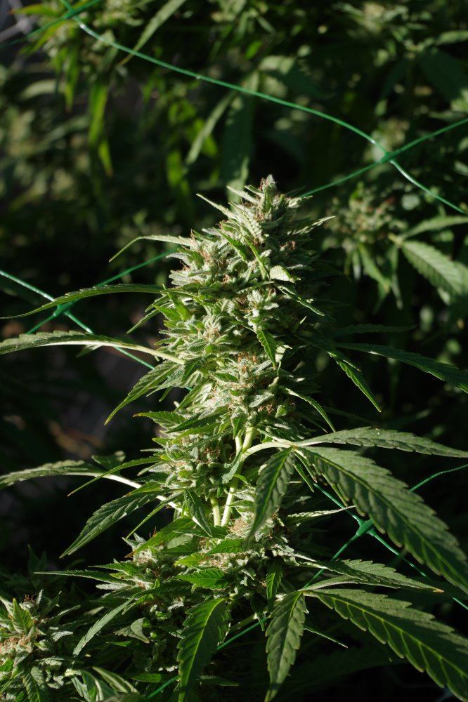 Grow Log 3324 10 04 2017