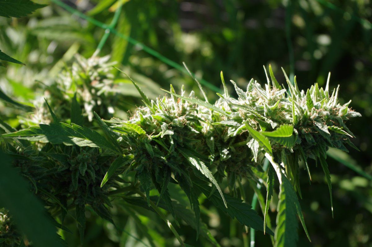 Grow Log 3328 10 04 2017