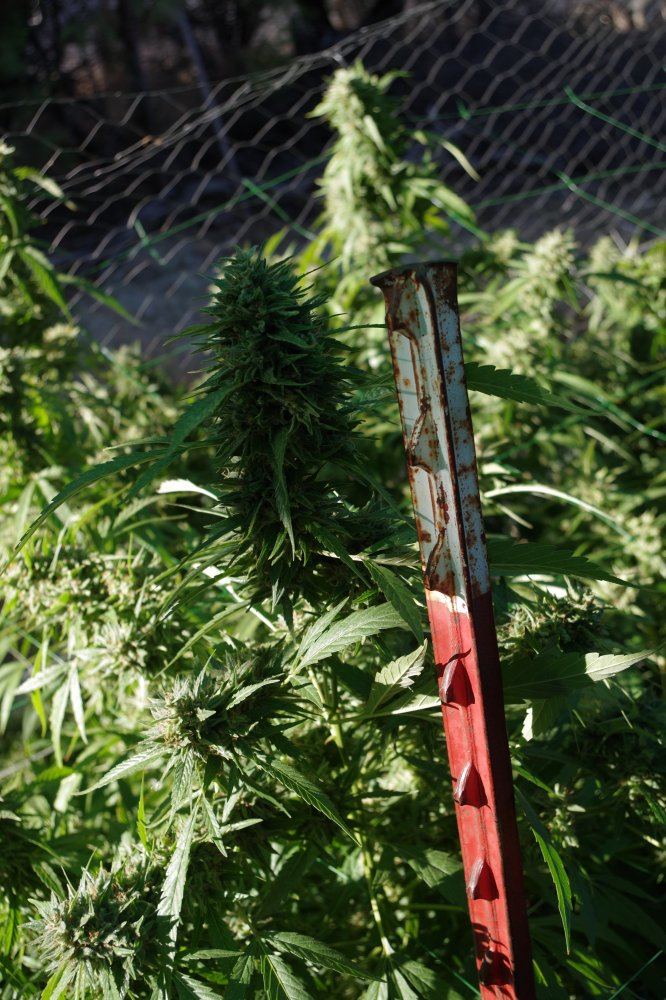 Grow Log 3332 10 04 2017