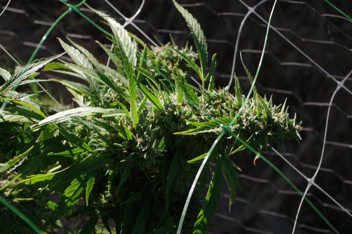 Grow Log 3336 10 04 2017