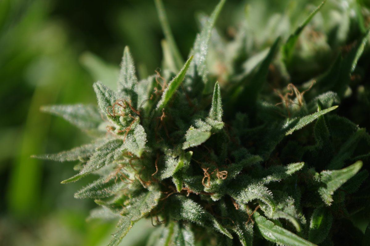 Grow Log 3339 10 04 2017