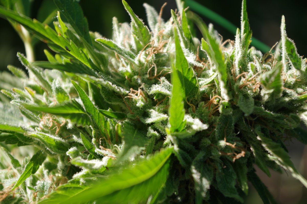 Grow Log 3340 10 04 2017