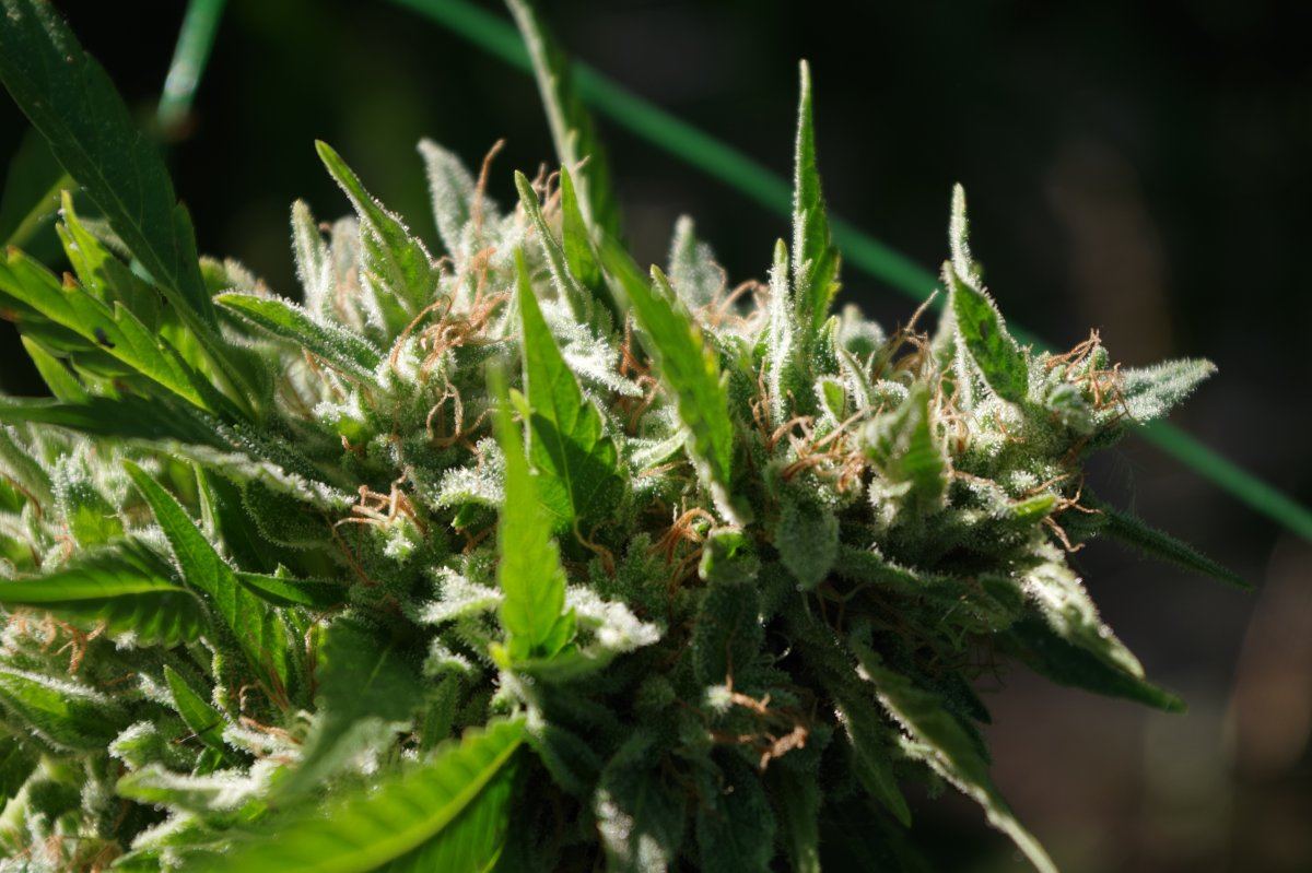 Grow Log 3341 10 04 2017