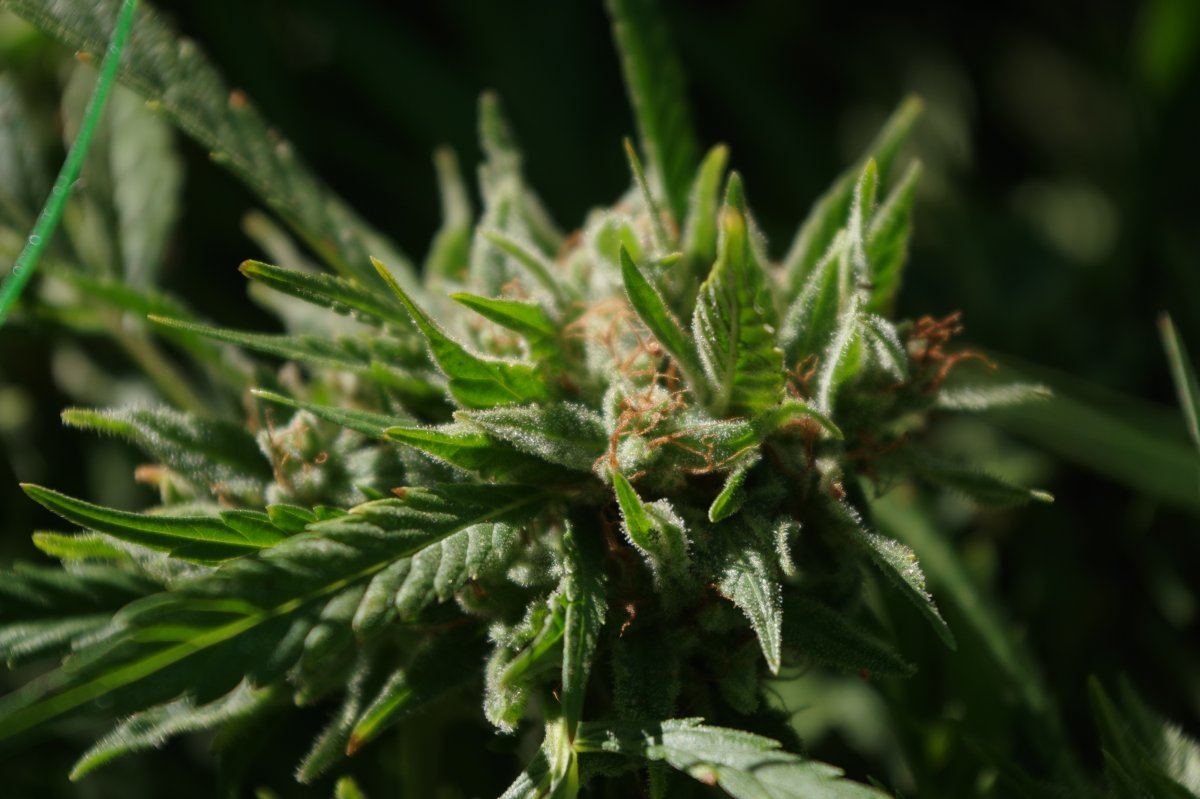 Grow Log 3342 10 04 2017
