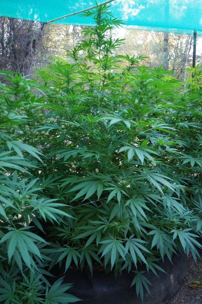 Grow Log 3344 08 29 2017