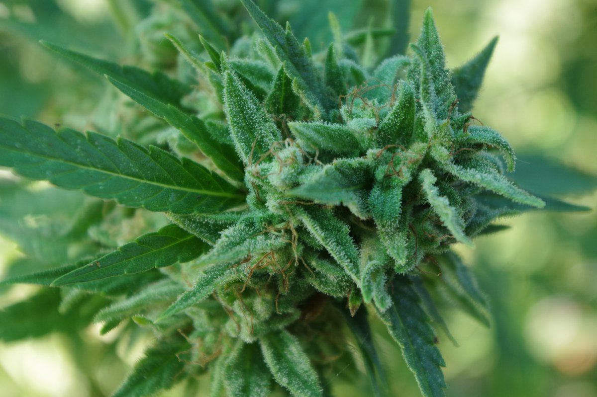 Grow Log 3347 10 04 2017