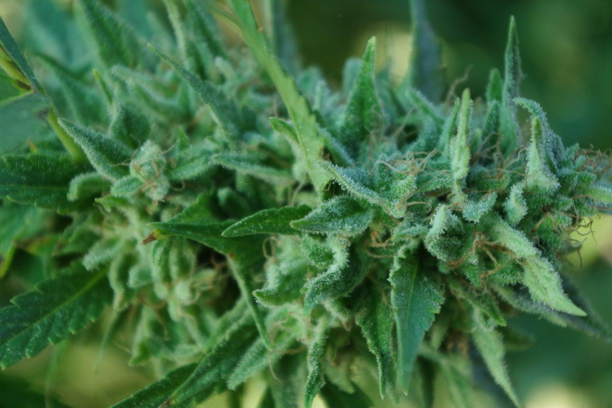Grow Log 3353 10 04 2017