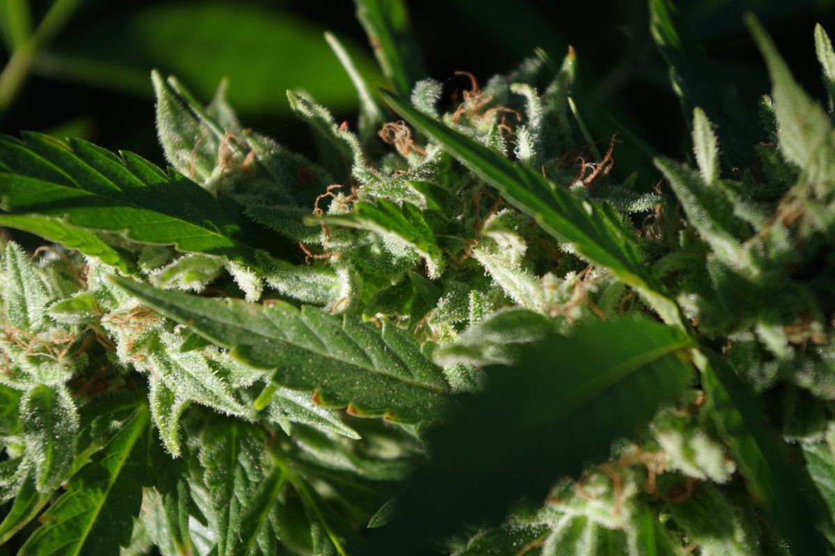 Grow Log 3354 10 04 2017