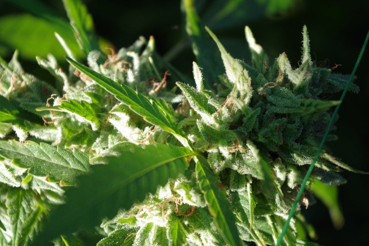 Grow Log 3355 10 04 2017