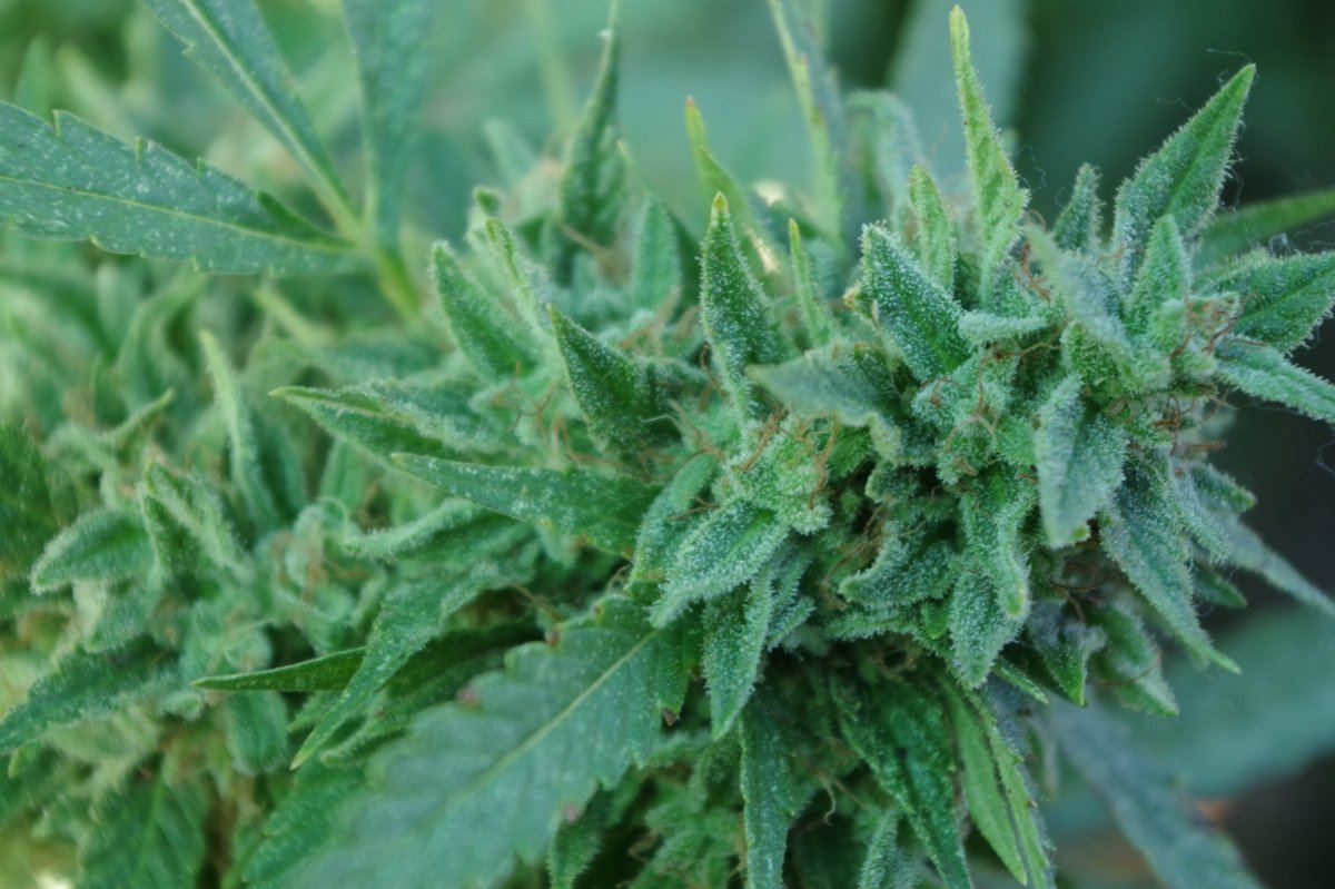 Grow Log 3358 10 04 2017