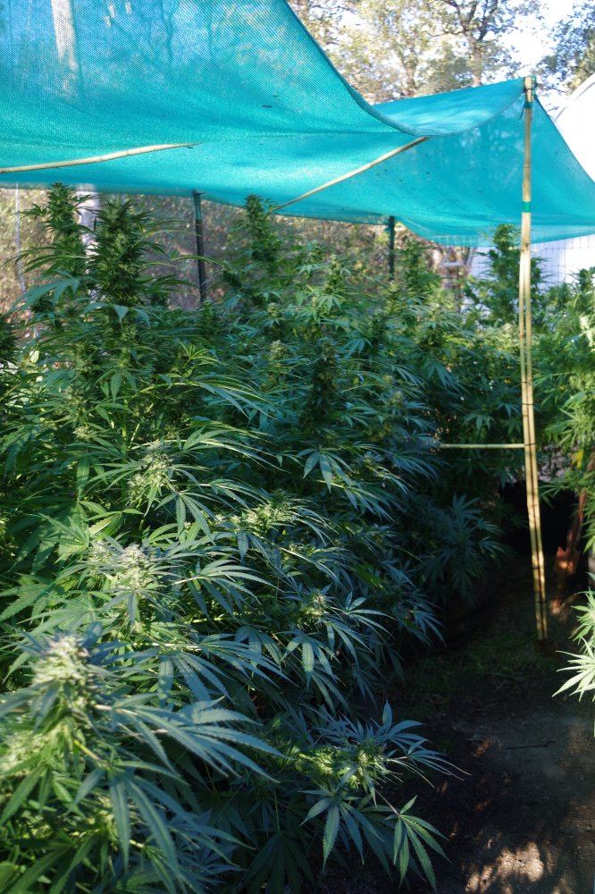 Grow Log 3377 10 04 2017