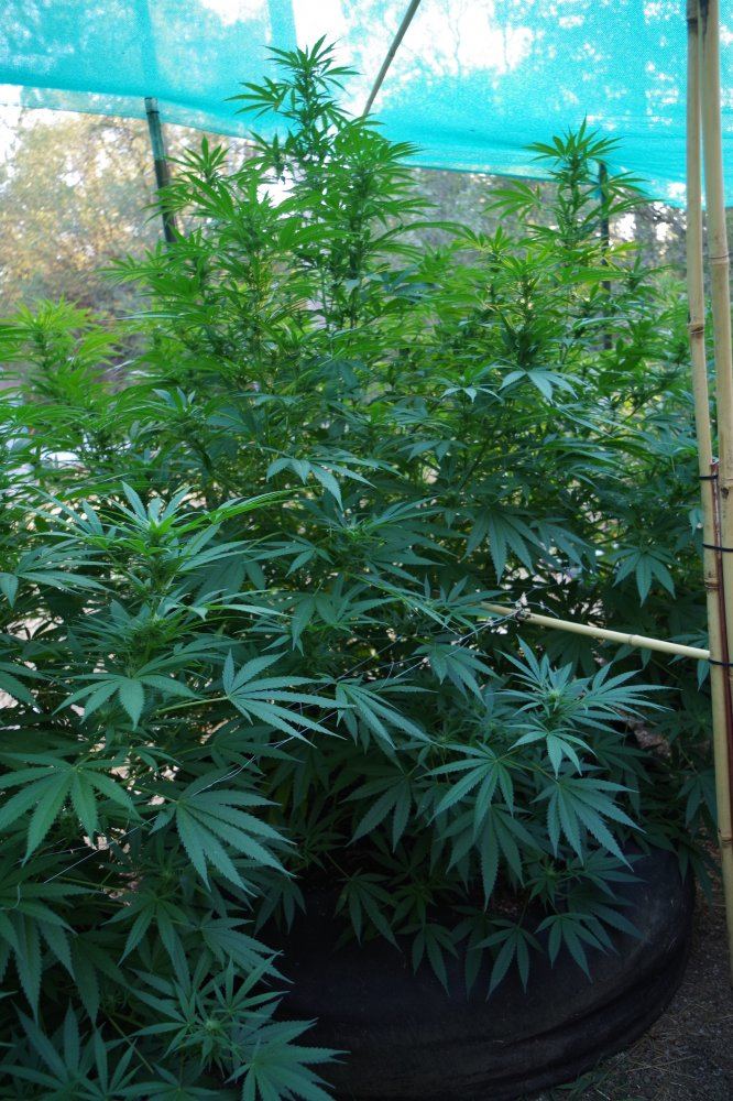 Grow Log 3384 08 29 2017