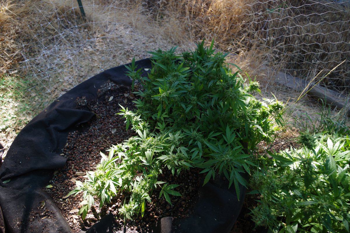 Grow Log 3418 10 07 2017