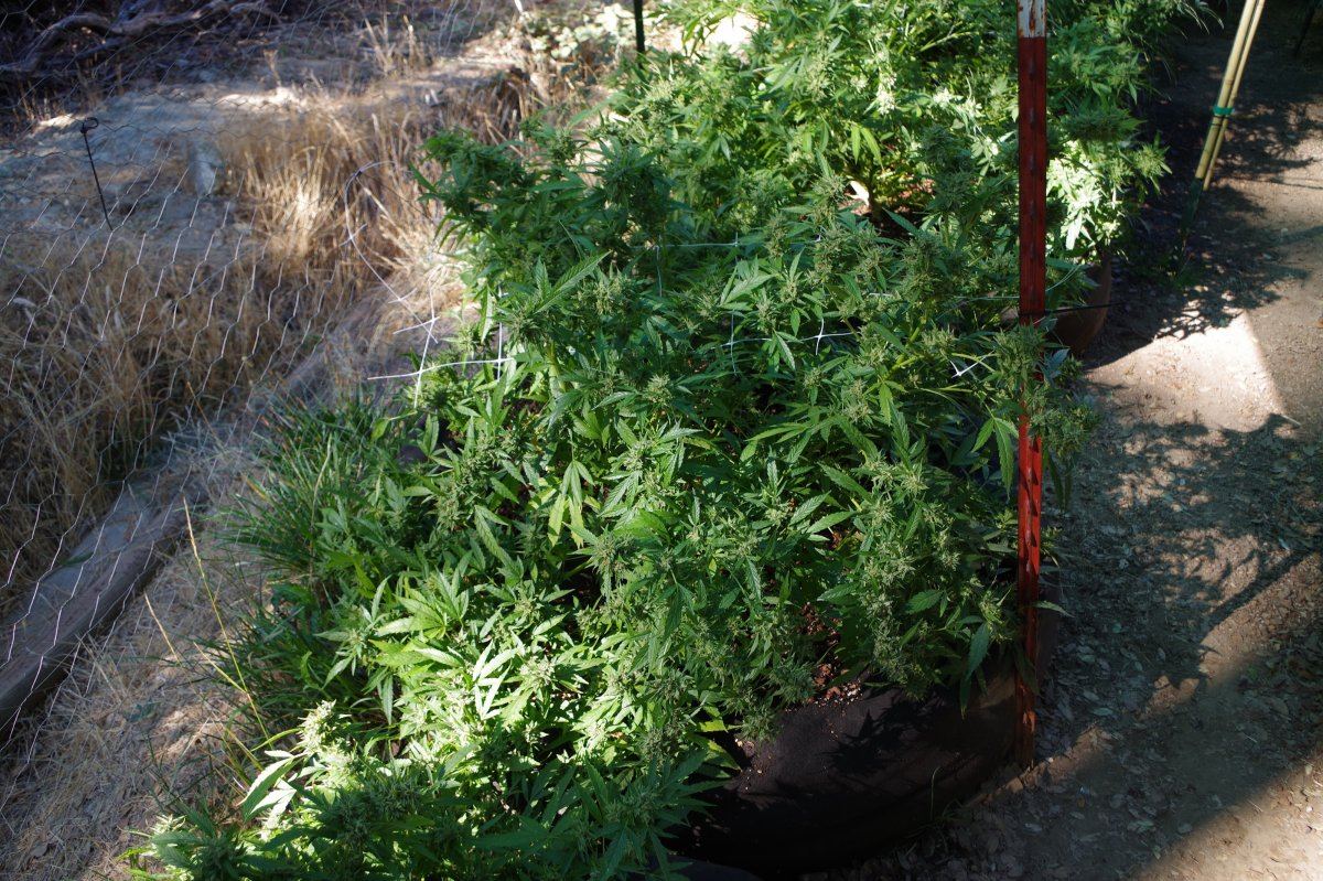 Grow Log 3424 10 07 2017