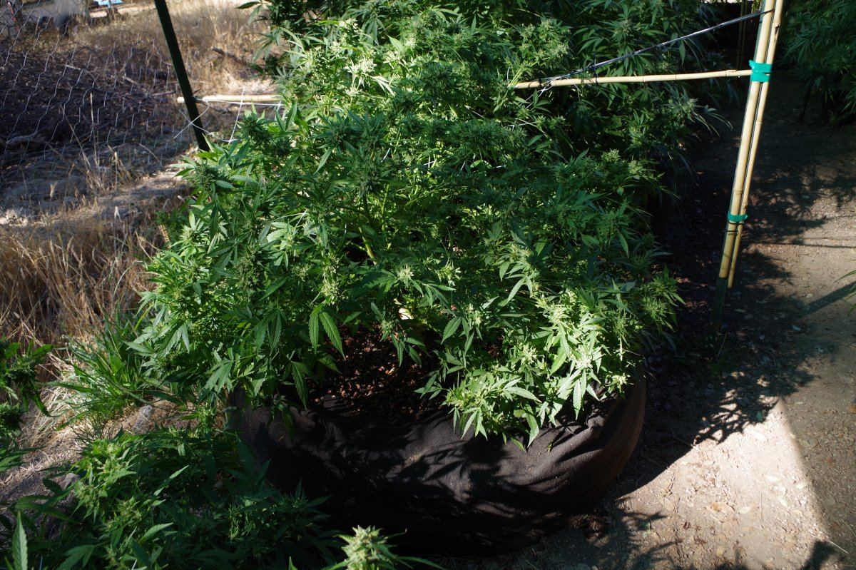 Grow Log 3428 10 07 2017
