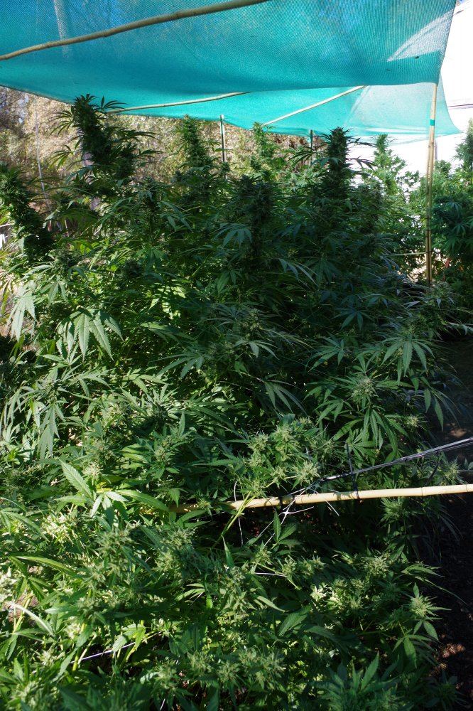 Grow Log 3431 10 07 2017