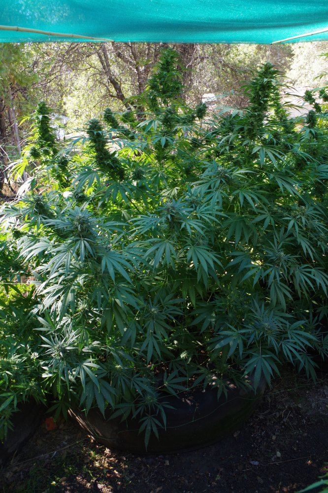 Grow Log 3433 10 07 2017