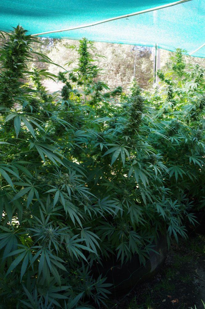 Grow Log 3436 10 07 2017