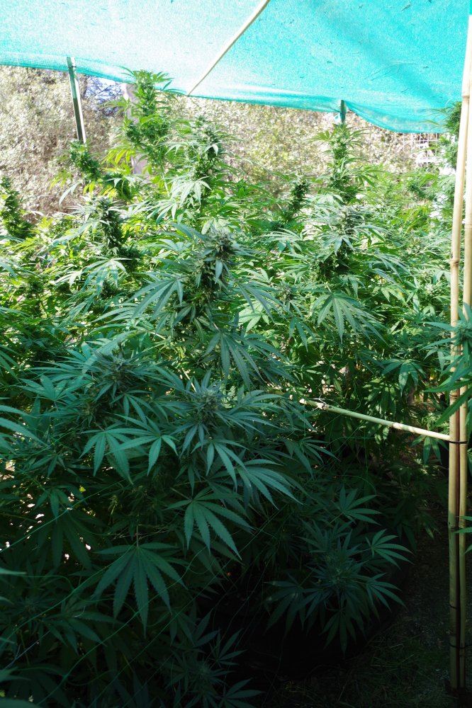Grow Log 3438 10 07 2017