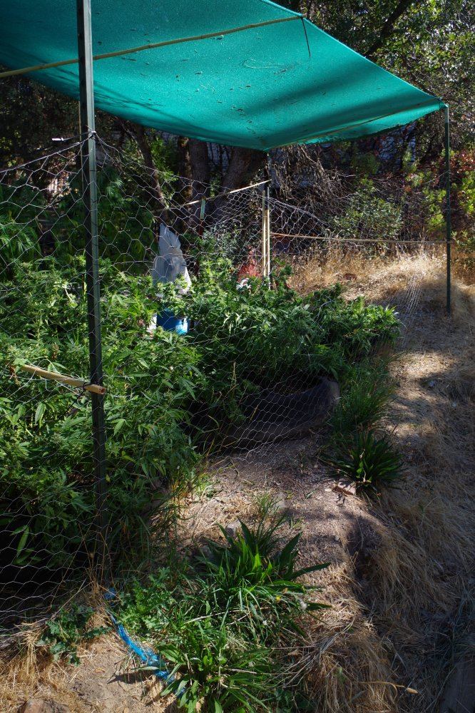Grow Log 3443 10 07 2017