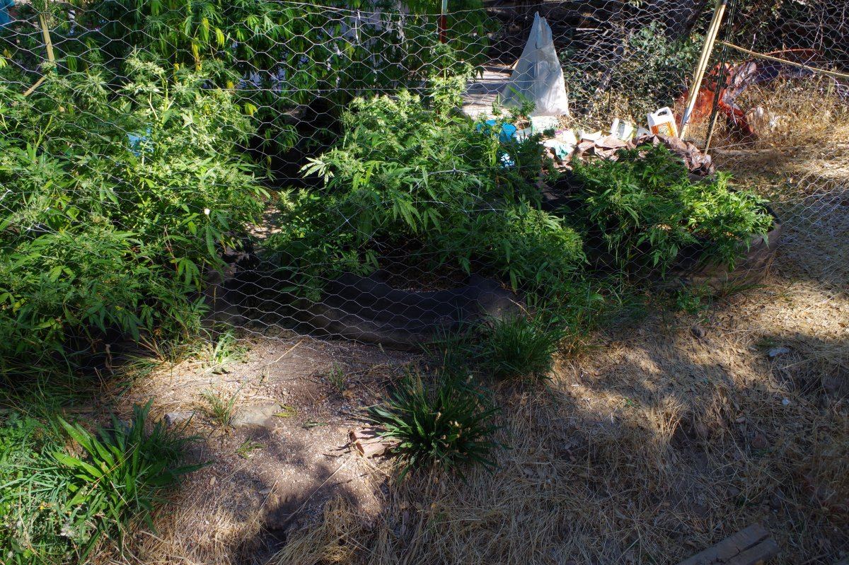 Grow Log 3446 10 07 2017
