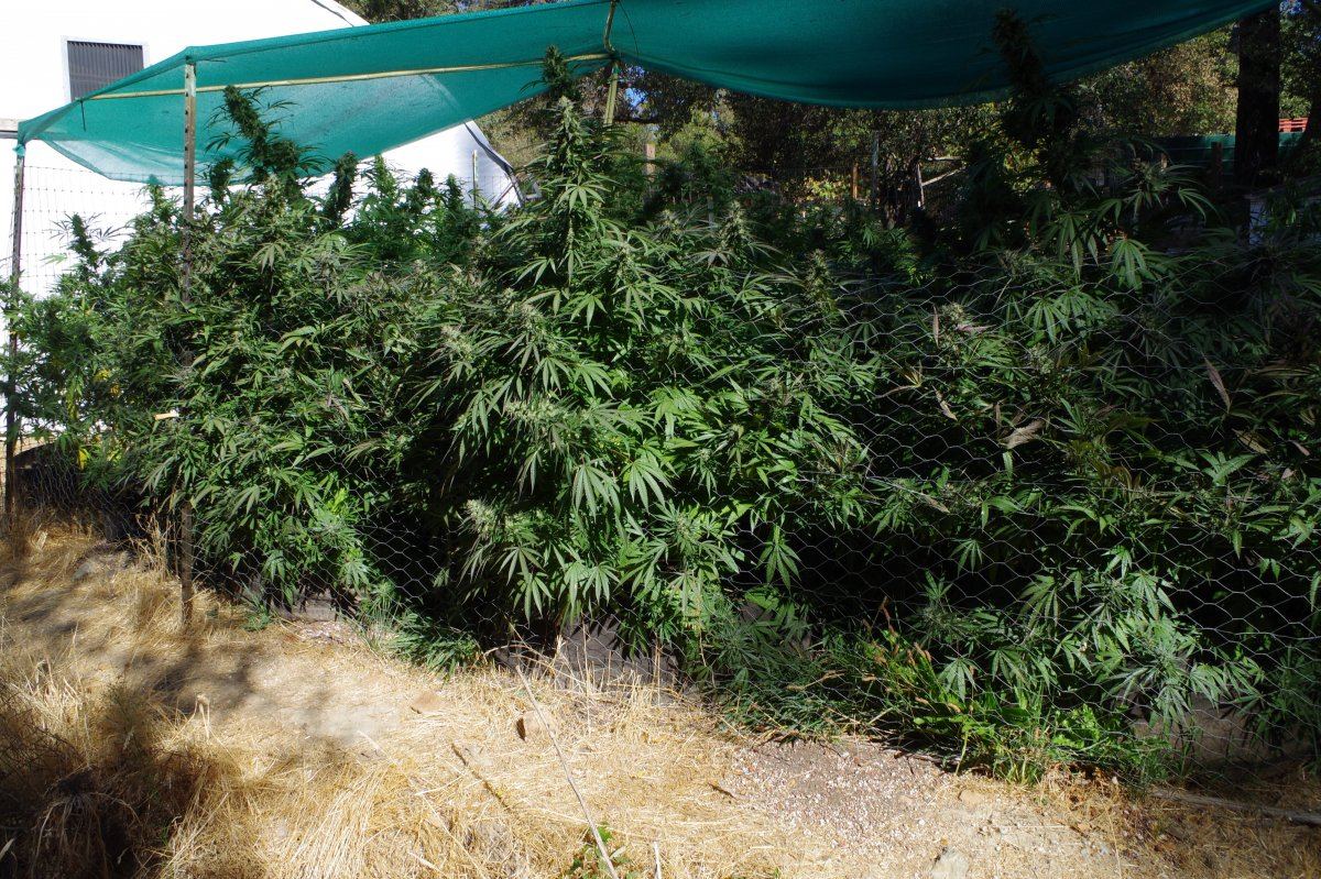 Grow Log 3452 10 07 2017