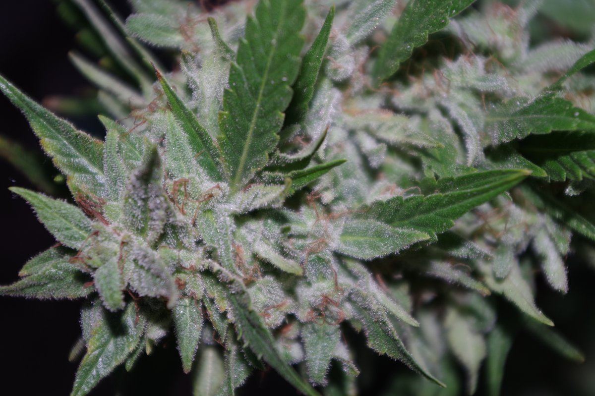 Grow Log 3460 10 08 2017