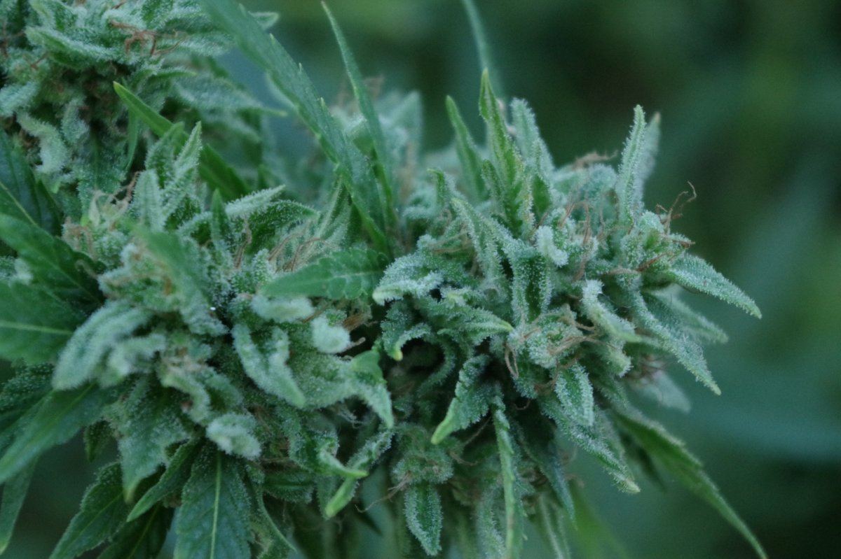 Grow Log 3477 10 08 2017
