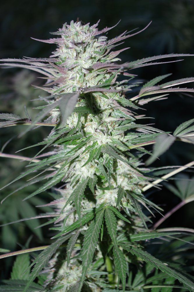Grow Log 3497 10 08 2017