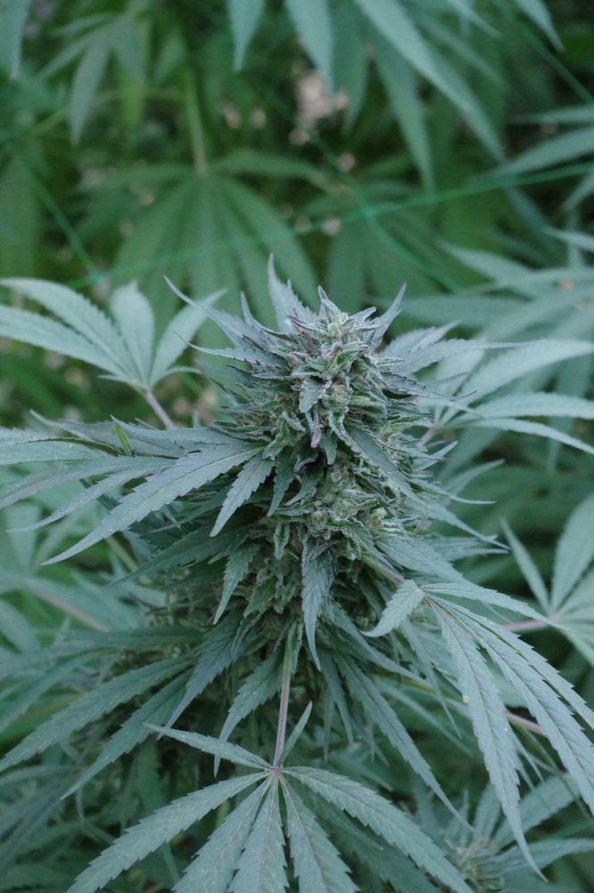 Grow Log 3658 10 19 2017