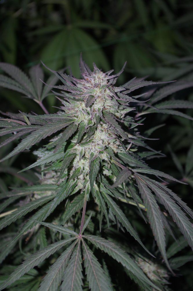 Grow Log 3659 10 19 2017
