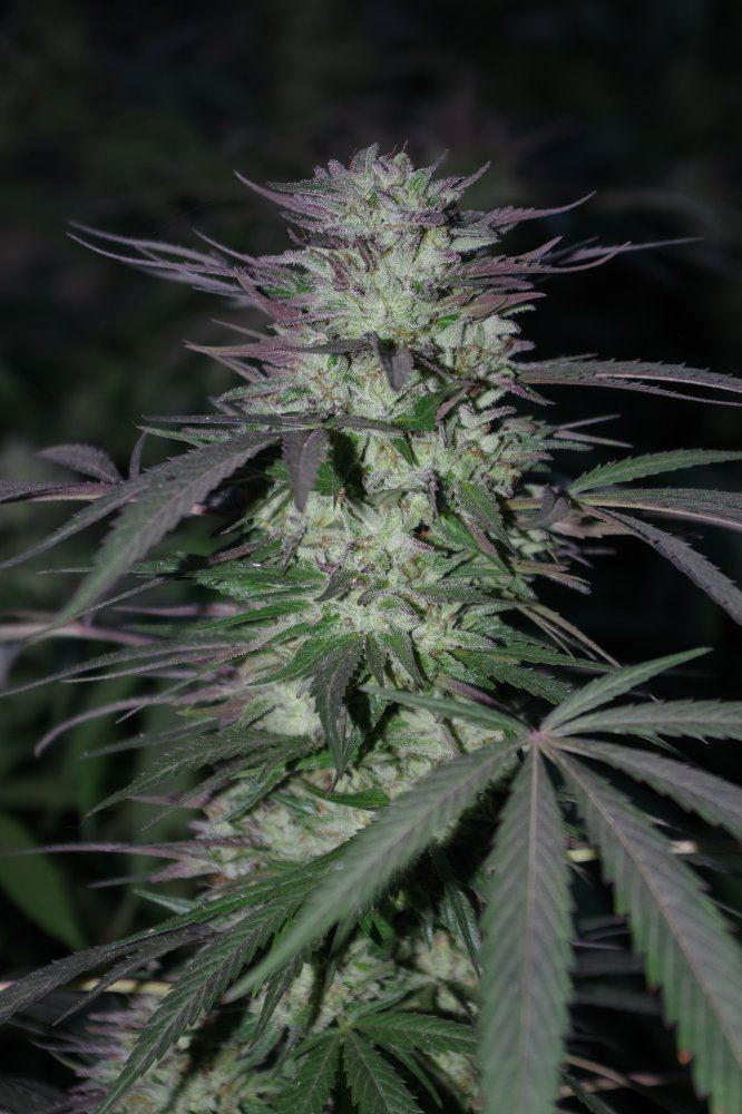 Grow Log 3662 10 19 2017