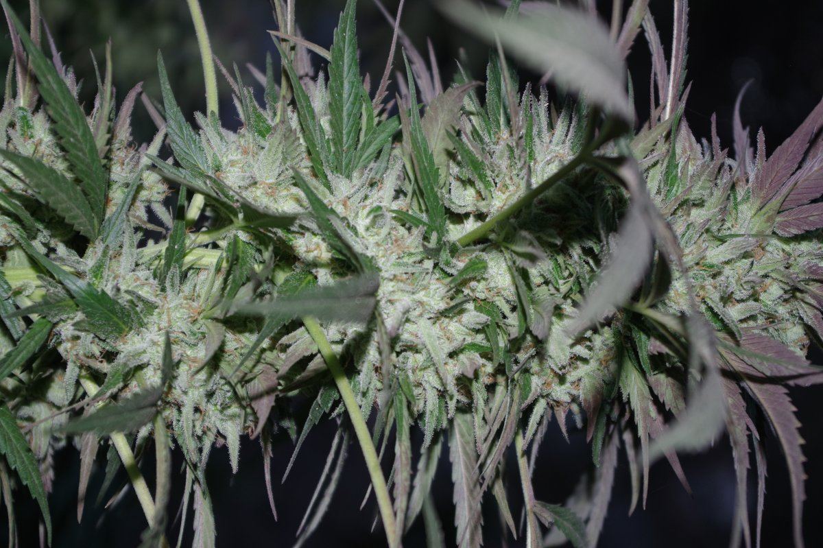 Grow Log 3664 10 19 2017