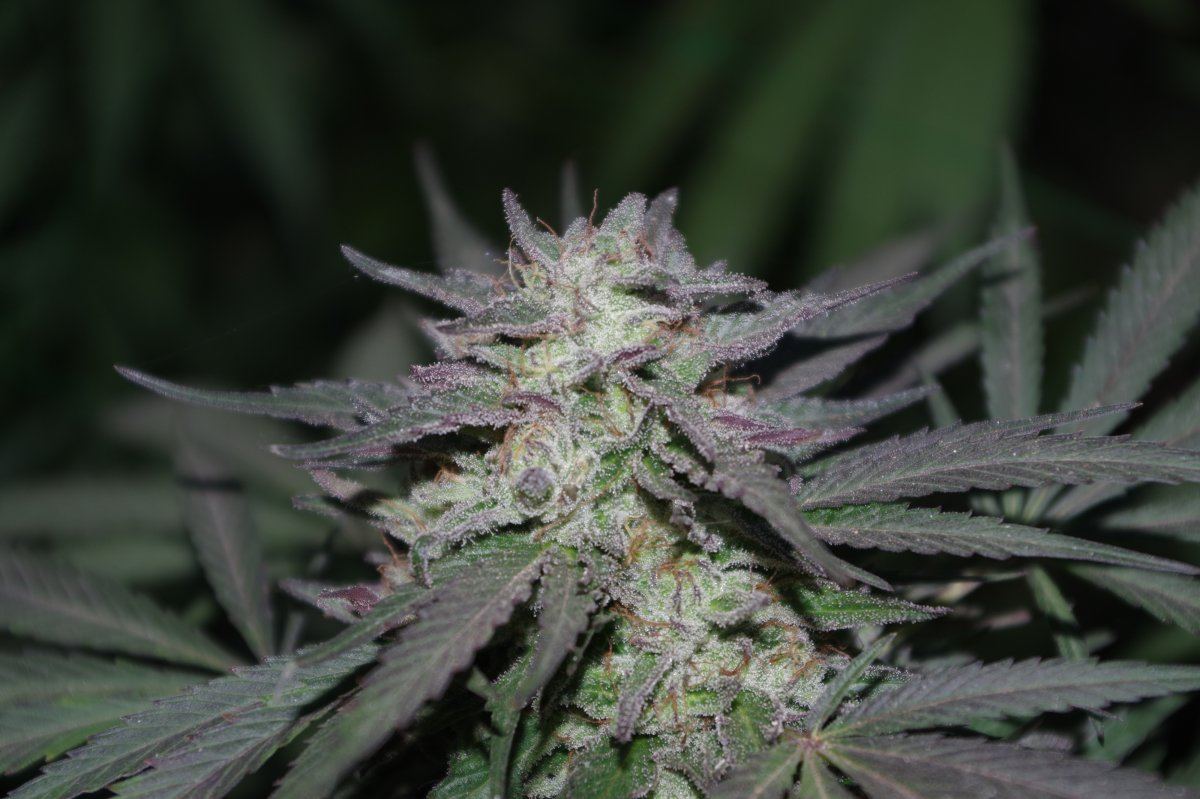Grow Log 3665 10 19 2017