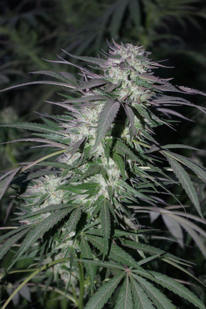 Grow Log 3667 10 19 2017