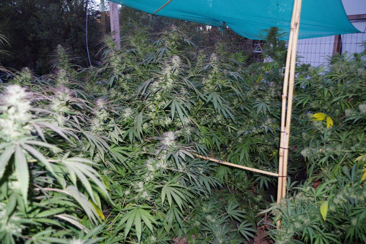 Grow Log 3668 10 19 2017