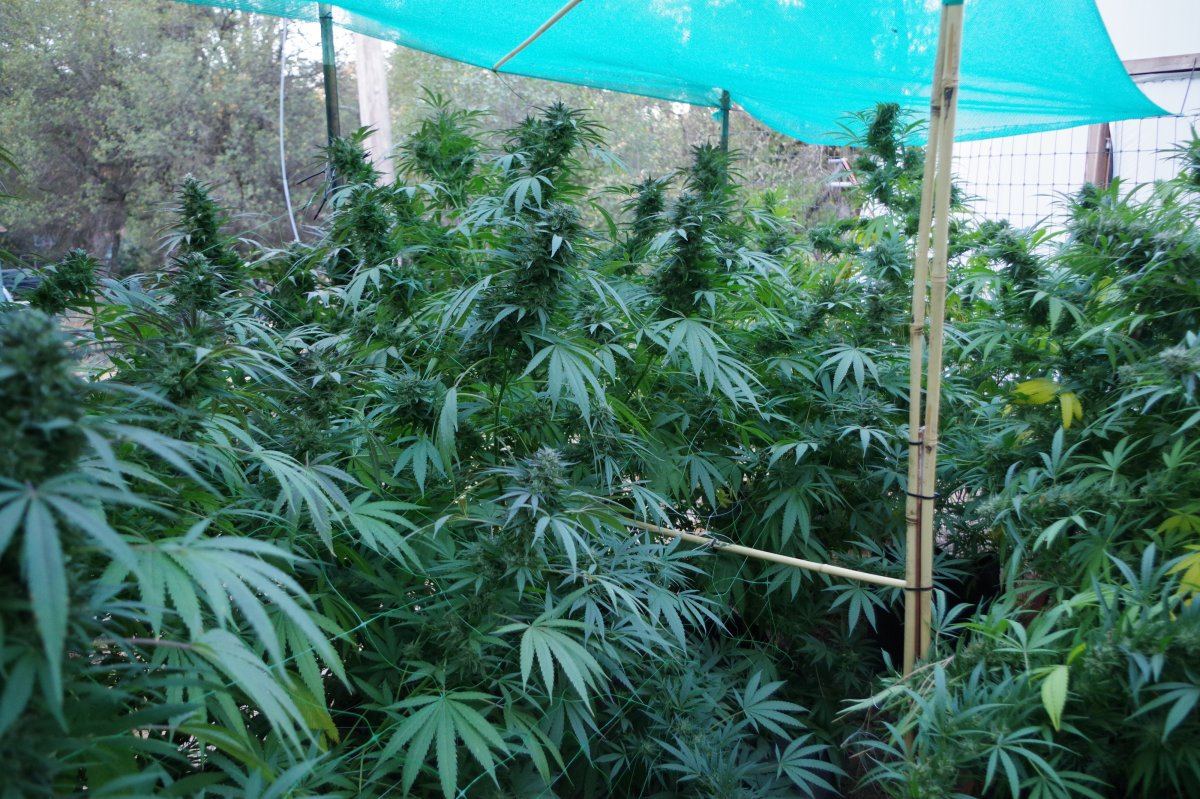 Grow Log 3669 10 19 2017