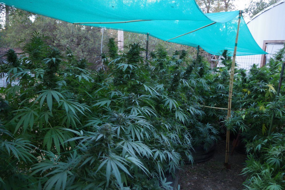 Grow Log 3671 10 19 2017