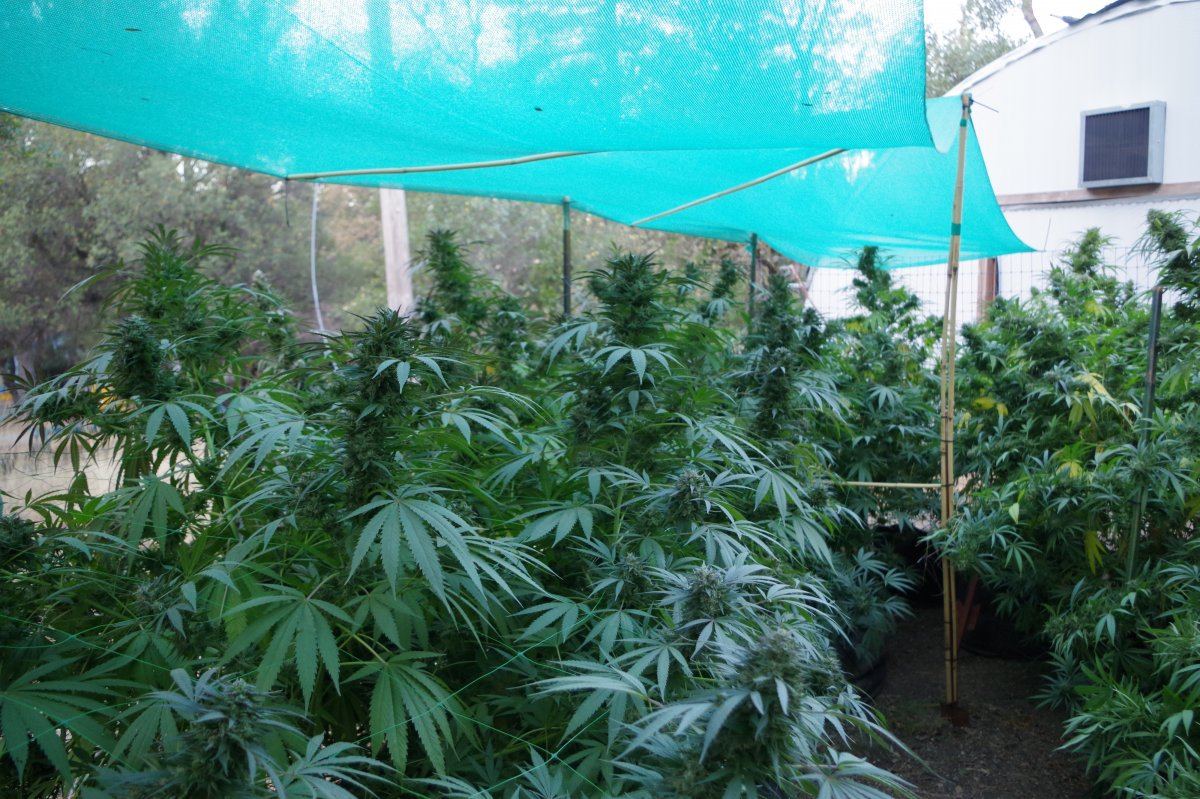 Grow Log 3675 10 19 2017