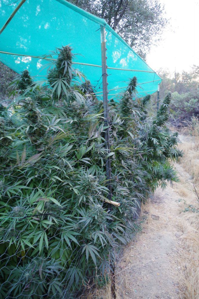 Grow Log 3678 10 19 2017