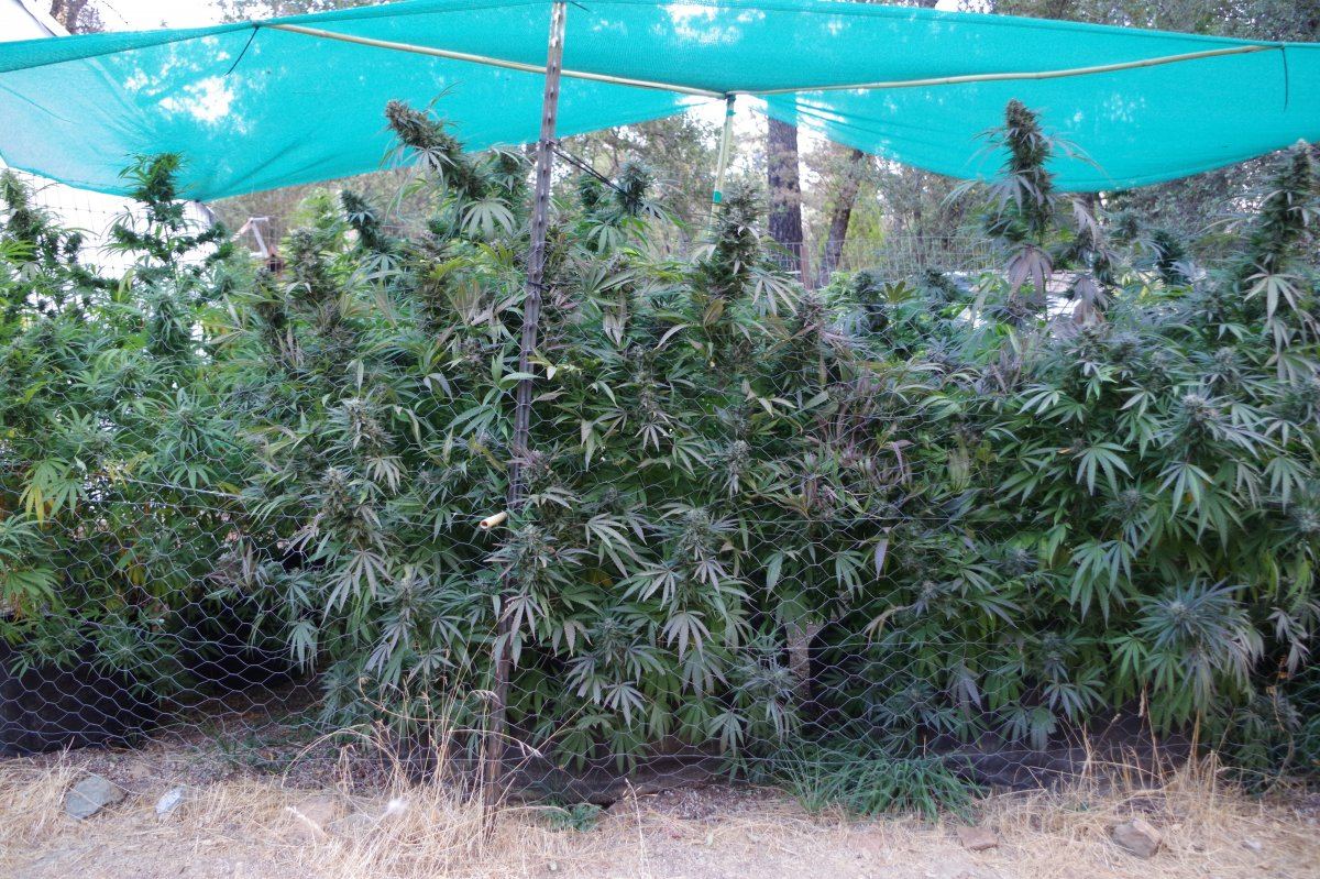 Grow Log 3687 10 19 2017