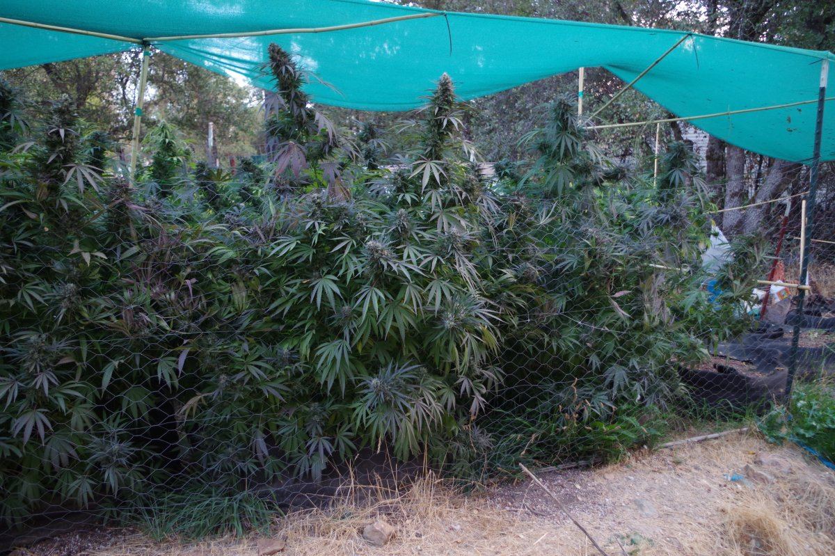 Grow Log 3689 10 19 2017