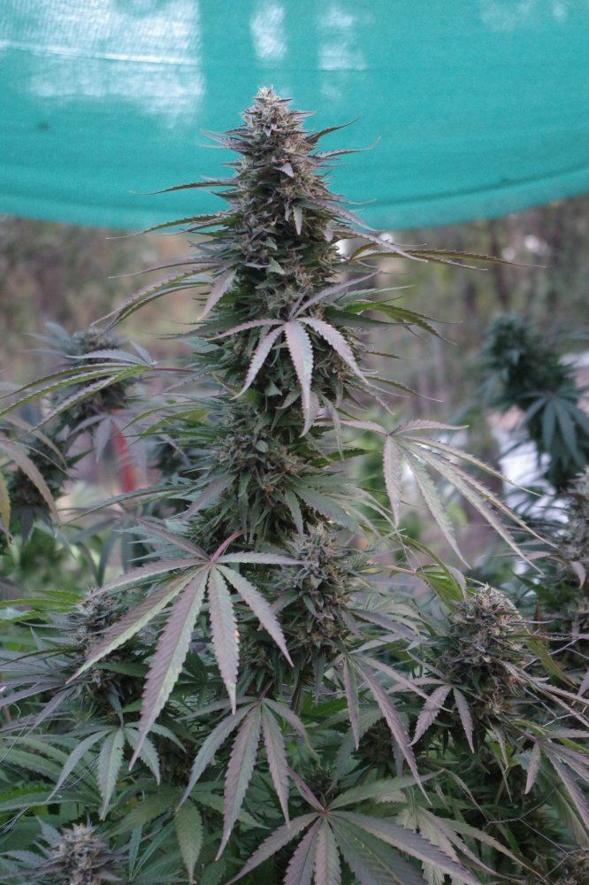 Grow Log 3690 10 19 2017