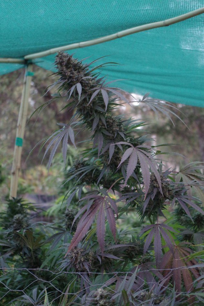 Grow Log 3691 10 19 2017